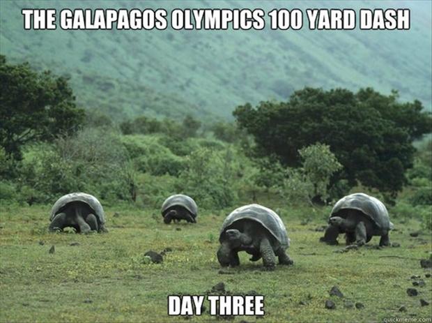 Schildkröten