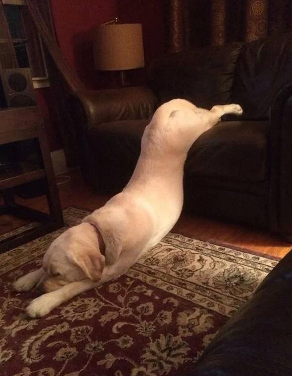 Schlafhund01