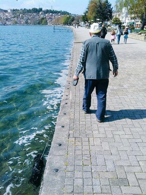 Seehund