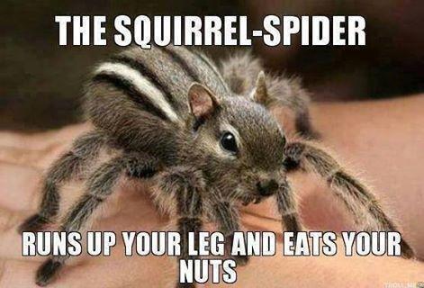 Squirrelspider