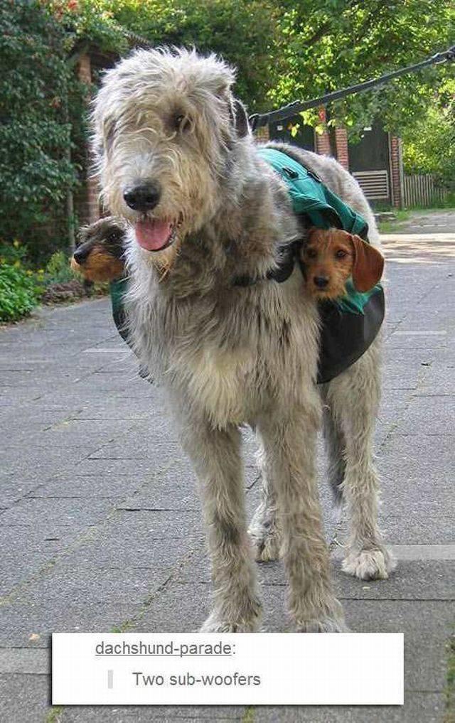 Subwoofers