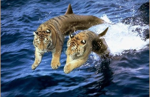 Tigerfisch