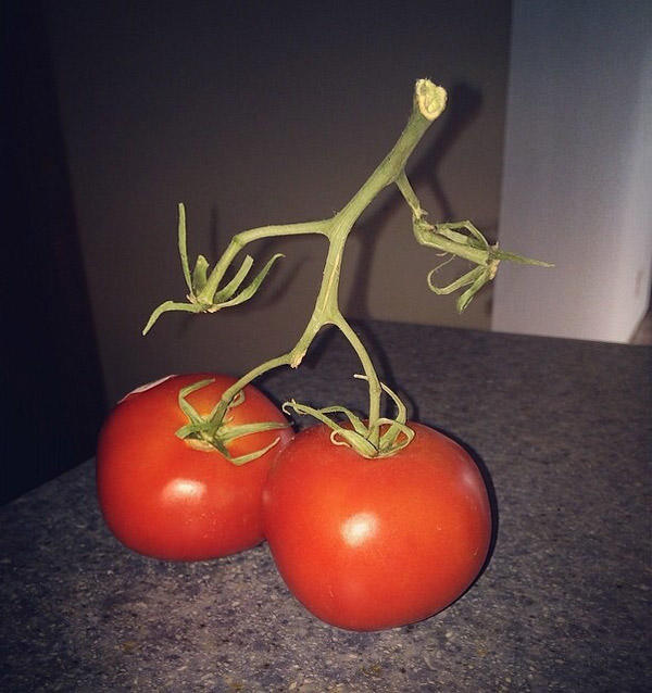 Tomatenfuesse