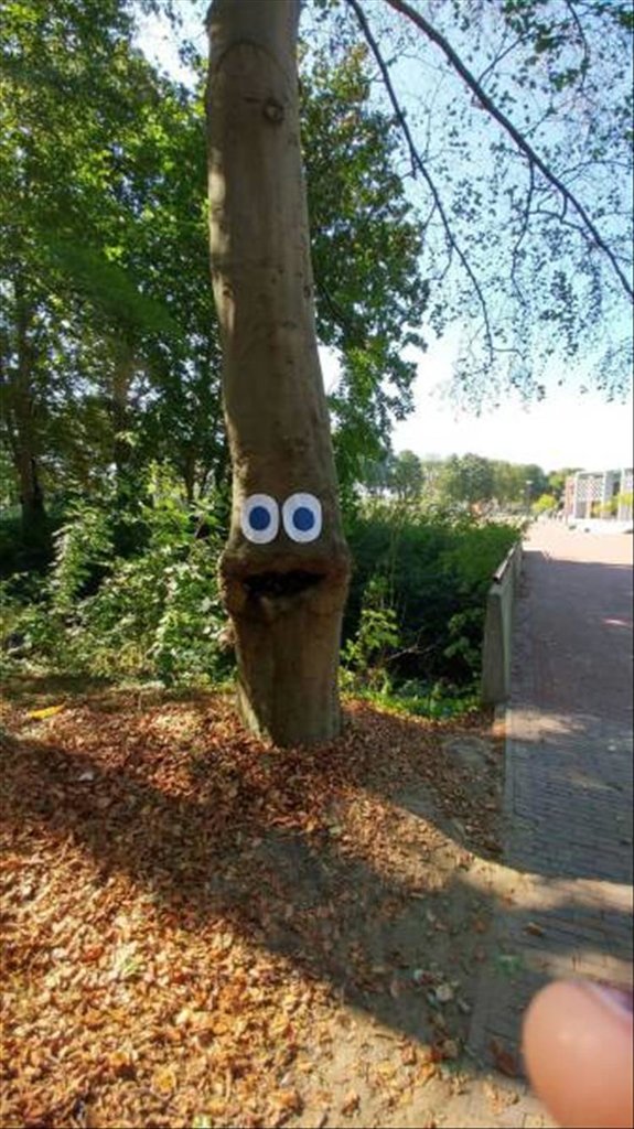 TreeEyes