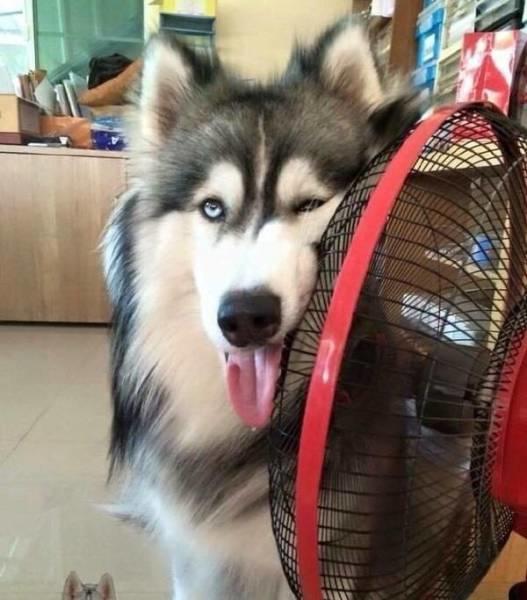 Vielzuwarm