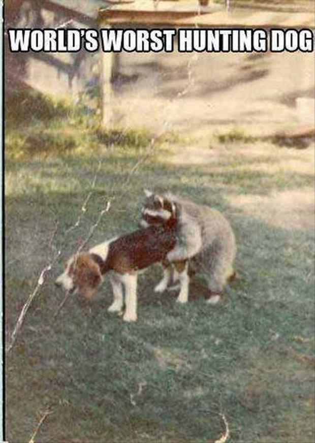 Worst-hunting-dog