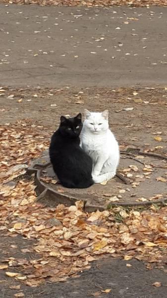 Ying Yang