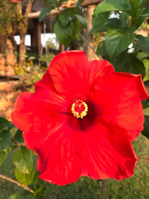 [Bild: Blumen8.jpg]