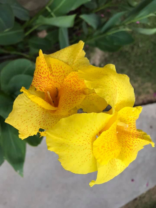 [Bild: Blumen7.jpg]